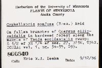 Merismodes fasciculata image