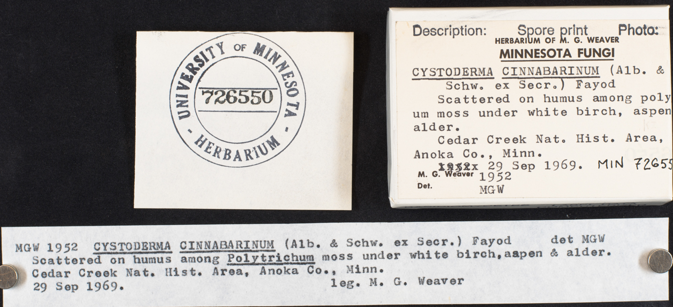 Cystodermella cinnabarina image