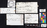 thumbnail image of current specimen