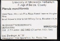 Myrmecopterula moniliformis image