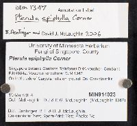 Pterulicium epiphyllum image