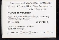 Pterula velutipes image