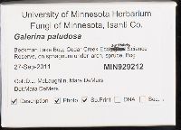 Galerina paludosa image