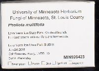 Pholiota multifolia image