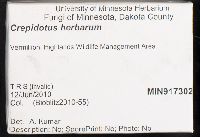 Crepidotus epibryus image