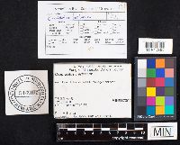 Crepidotus epibryus image