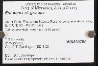 Entoloma griseum image