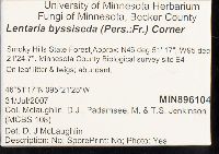 Lentaria byssiseda image