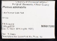 Pluteus admirabilis image
