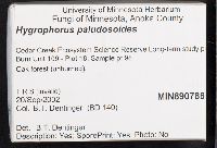 Hygrophorus paludosoides image
