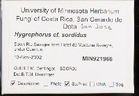 Hygrophorus sordidus image