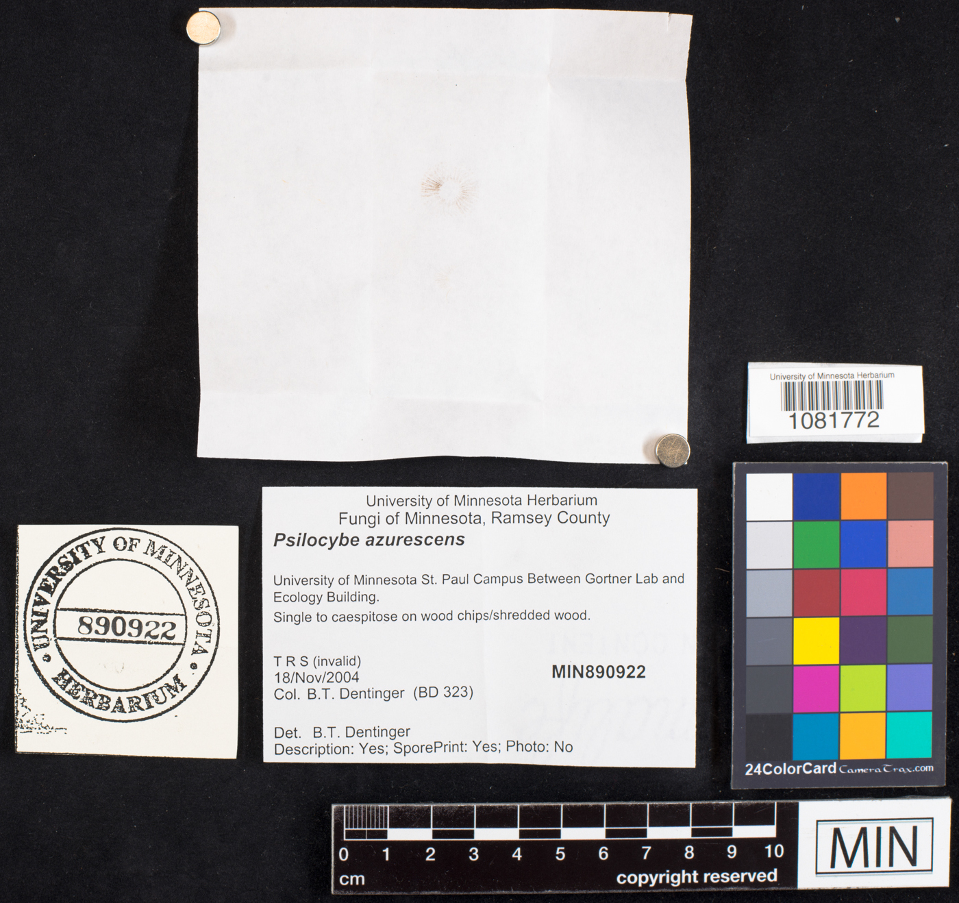 Psilocybe azurescens image