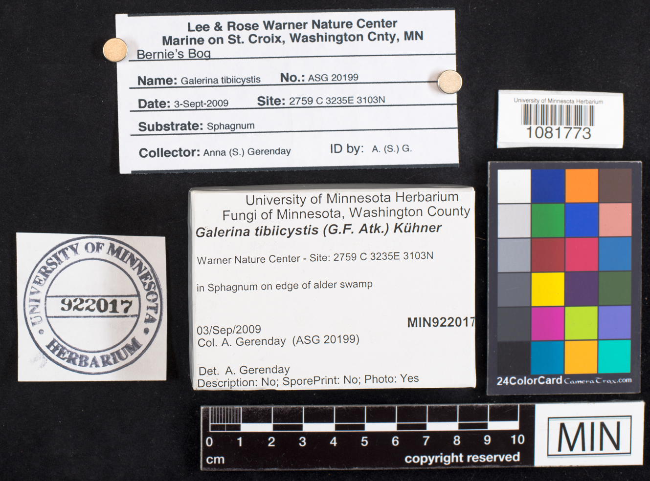 Galerina tibiicystis image