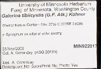 Galerina tibiicystis image