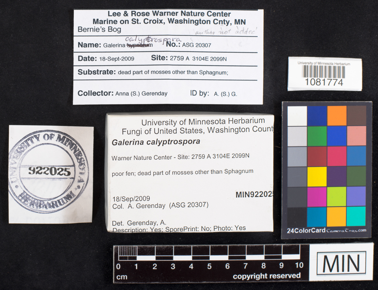 Galerina hypnorum image