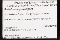 Galerina hypnorum image