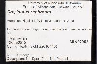 Crepidotus nephrodes image
