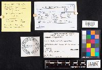 Crepidotus nephrodes image