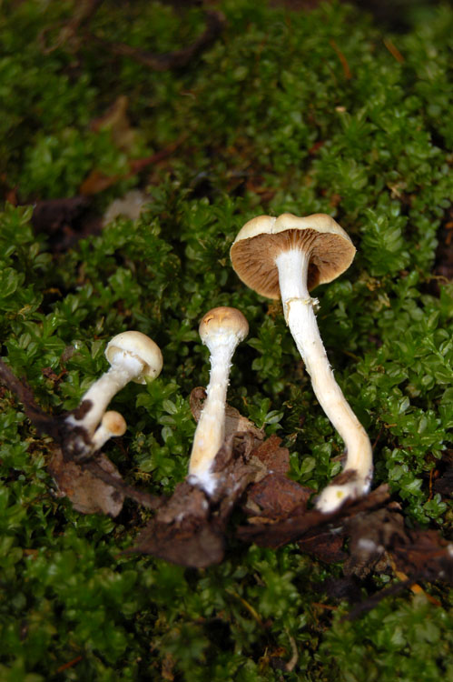 Meottomyces mutans image