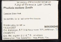 Meottomyces mutans image