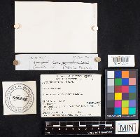 Meottomyces mutans image