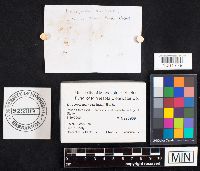 Media resource of Lycoperdon curtisii