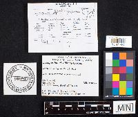 Media resource of Lycoperdon oblongisporum