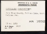 Cystodermella cinnabarina image