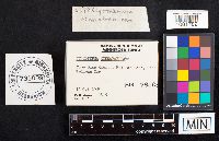 Cystodermella cinnabarina image