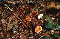 Cystodermella cinnabarina image