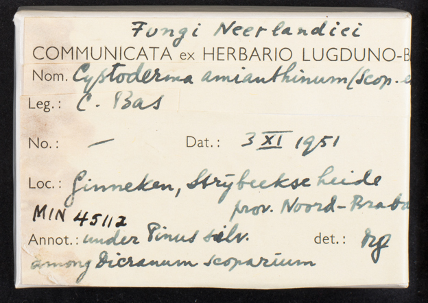 Cystoderma amianthinum image