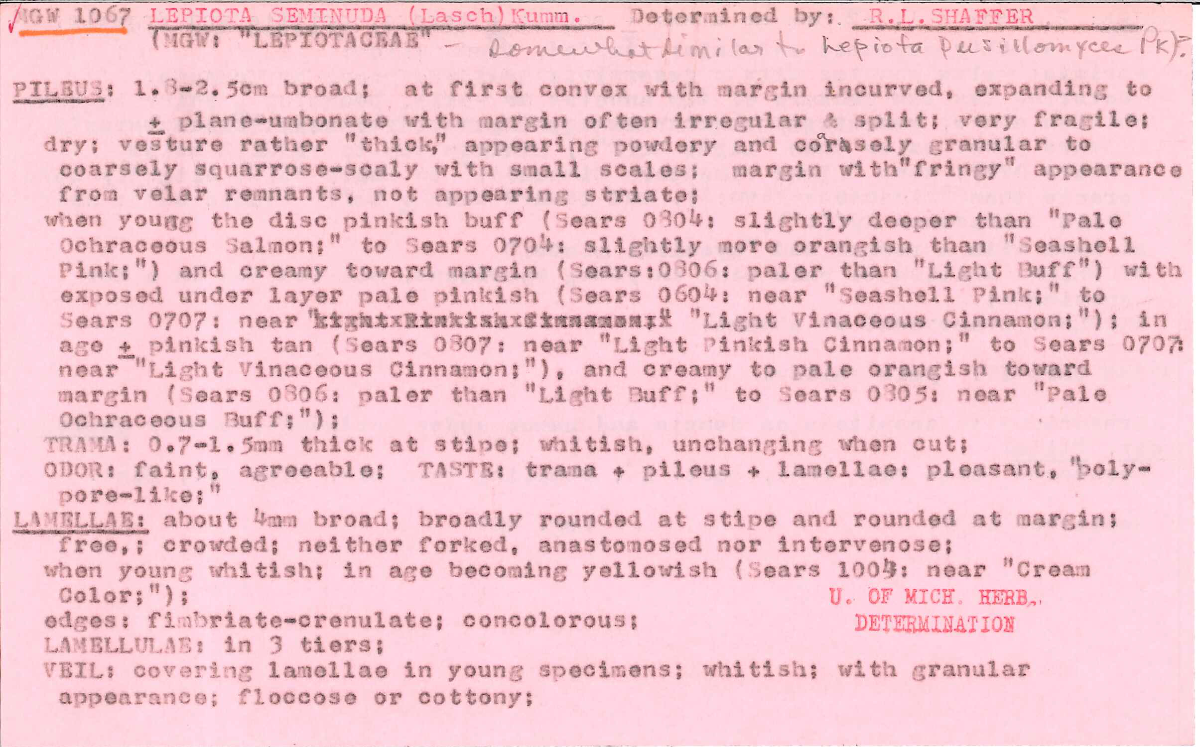 Cystolepiota sistrata image