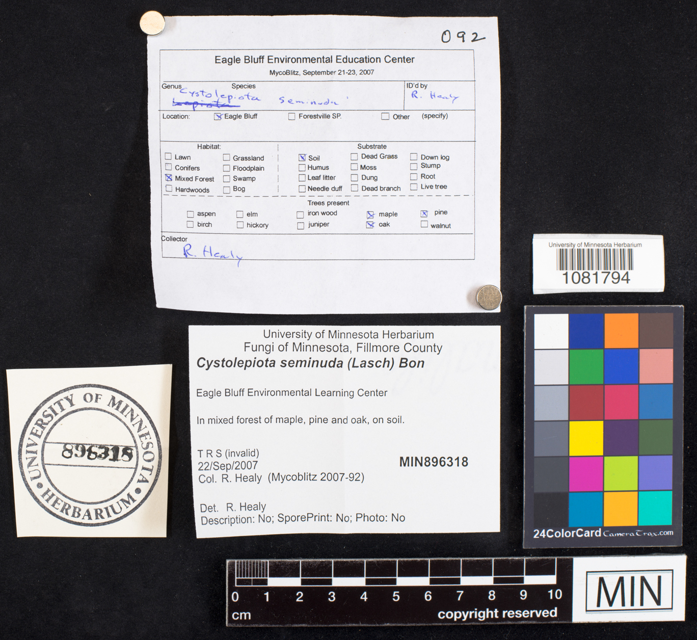 Cystolepiota seminuda image