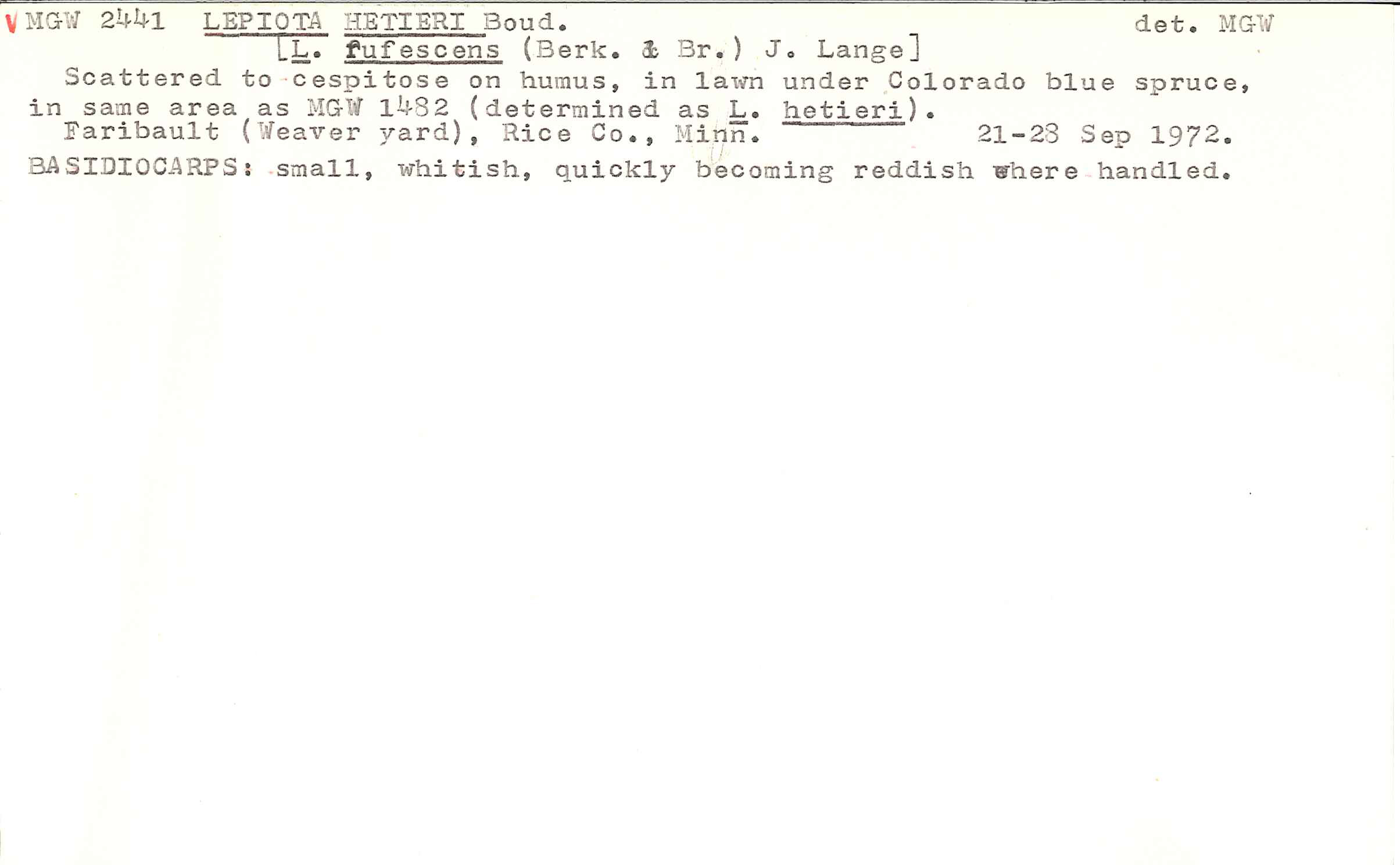 Cystolepiota hetieri image