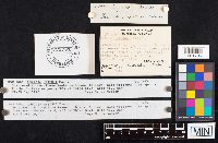 Cystolepiota hetieri image