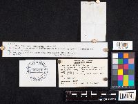 Cystolepiota hetieri image