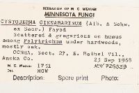 Cystodermella cinnabarina image