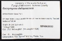 Dacrymyces stillatus image