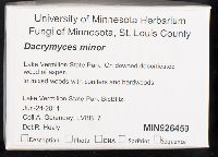 Dacrymyces minor image