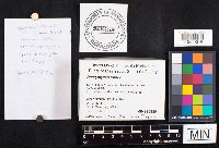 Dacrymyces minor image