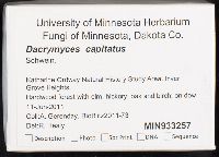 Dacrymyces capitatus image