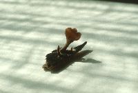 Media resource of Dacryopinax elegans