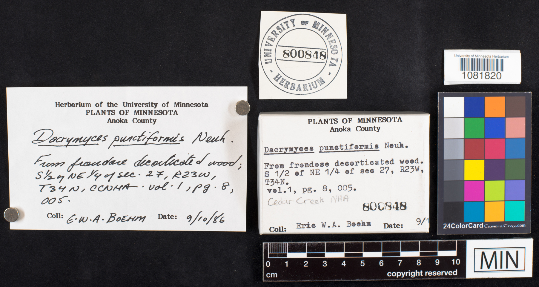 Dacrymyces punctiformis image