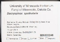 Dacryopinax spathularia image