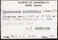 Dacryopinax spathularia image