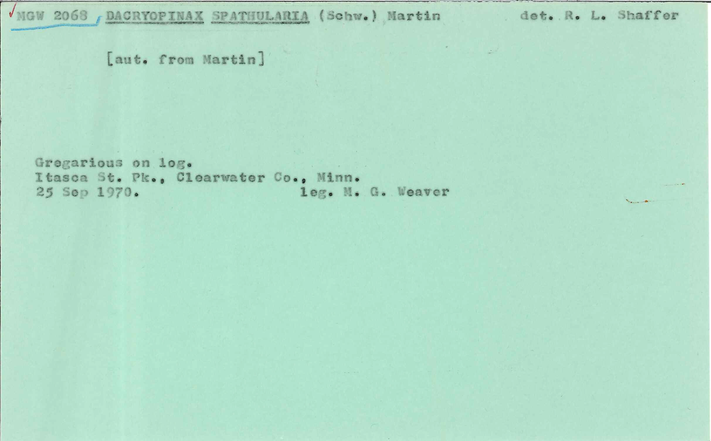 Dacryopinax spathularia image