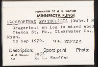 Dacryopinax spathularia image