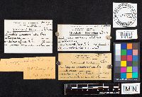 Dacryopinax spathularia image