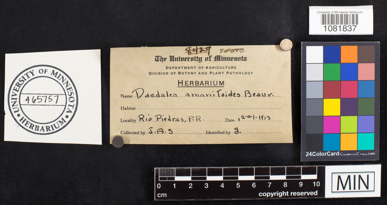 Daedalea amanitoides image