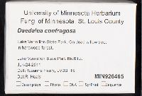 Daedaleopsis confragosa image